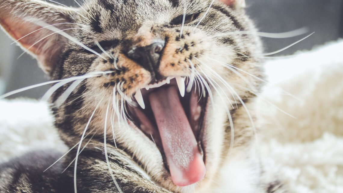 Ile zębów mają koty? Wszystko, co powinieneś wiedzieć o uzębieniu kotów!