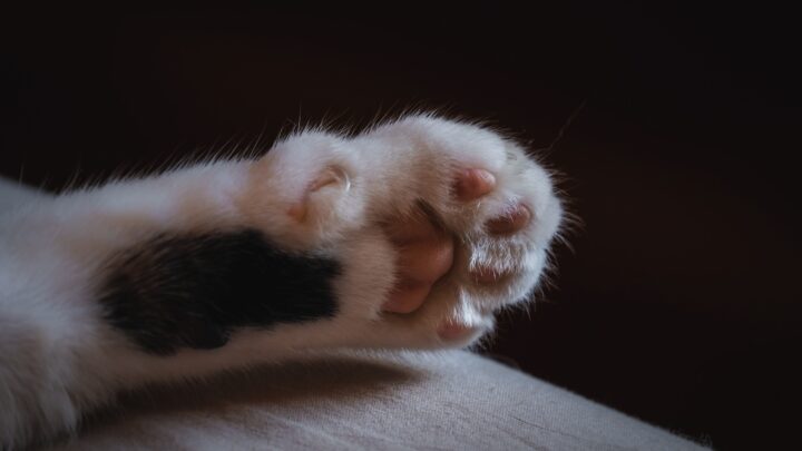 Ile koty mają palców? Tajemnice anatomiczne kotów odkryte!