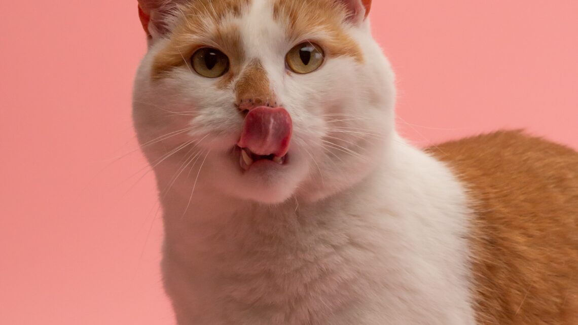 Czy koty mogą jeść truskawki?