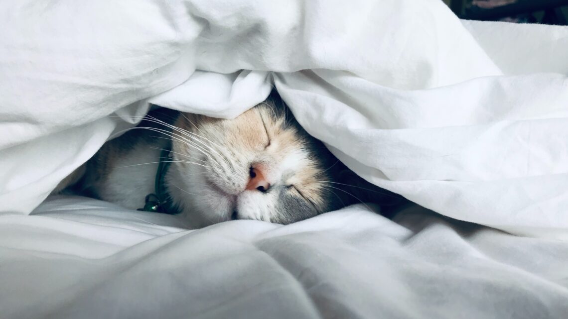 Jak kot wybiera sobie miejsce do spania?