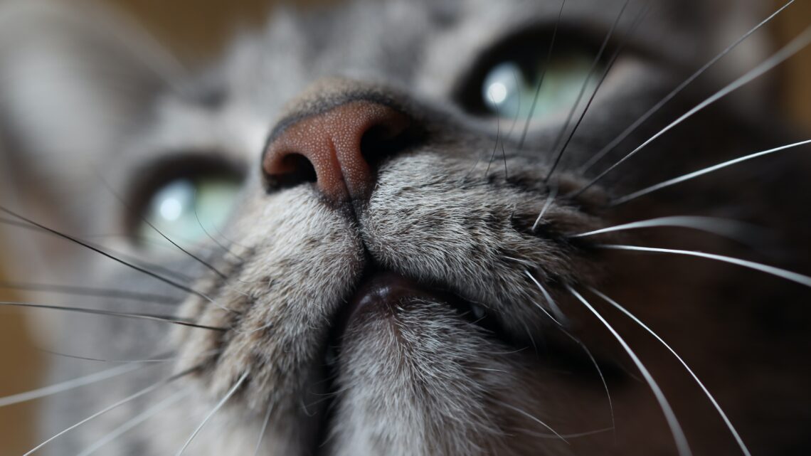 Ile koty mają żyć? Prawda czy mit o wielu “kocich” życiach?