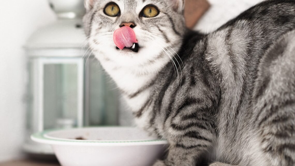 Co kot może jeść, a czego nie?