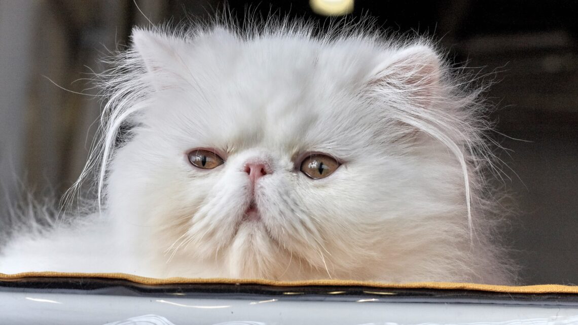 Kot perski – Charakter, cena i jego odmiany: Biały, Szynszylowy, Szary oraz Niebieski