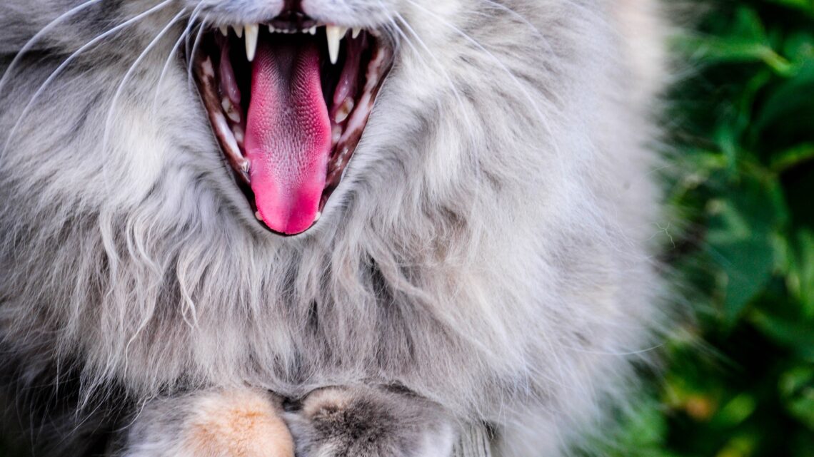 Ile razy kotom rosną zęby?
