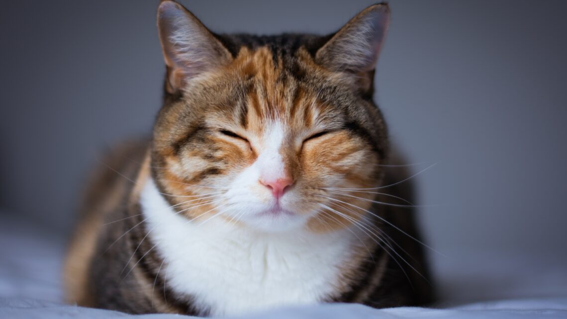 Dlaczego kot mruczy, gdy śpi? Tajemnica kocich dźwięków podczas snu