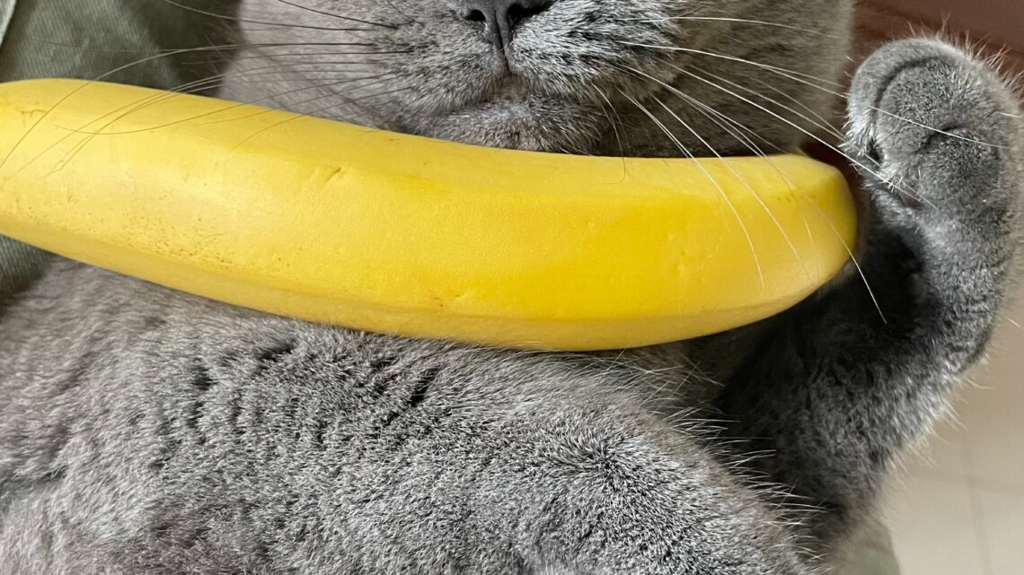 Dlaczego koty boją się bananów?