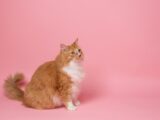 orange and white cat on pink surface