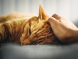 Gdzie kot lubi być drapany? – przewodnik po kocich strefach przyjemności