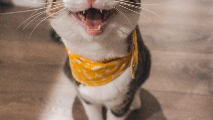 Jak zredukować alergię na kota? Skuteczne sposoby na komfortowe współżycie