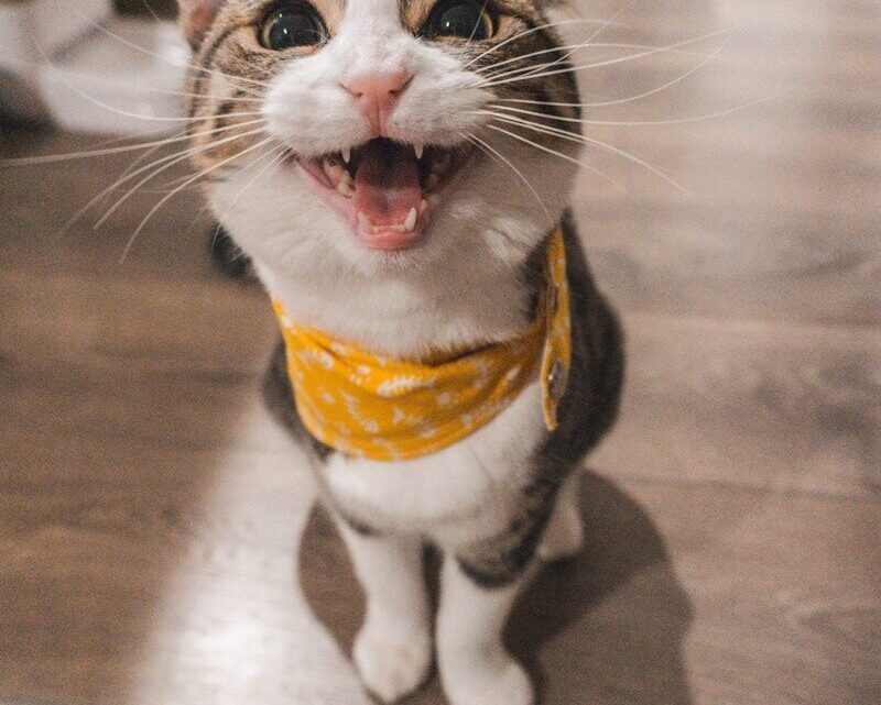 Jak zredukować alergię na kota? Skuteczne sposoby na komfortowe współżycie