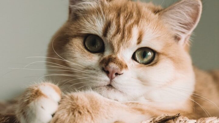 Jak żyć z kotem, gdy masz alergię? Praktyczne porady, rasy hipoalergiczne i sposoby na minimalizowanie objawów.