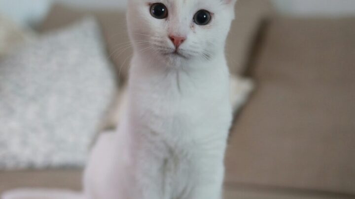 Jak nauczyć kota korzystania z kuwety? Kompletny przewodnik dla nowych opiekunów i rozwiązanie problemów.