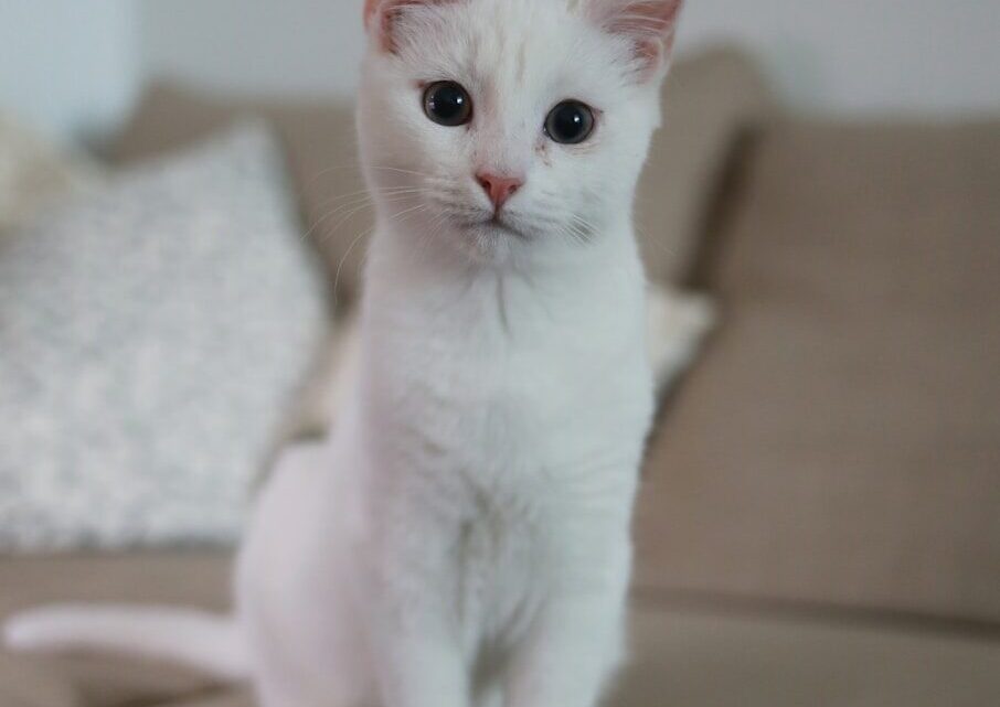 Jak nauczyć kota korzystania z kuwety? Kompletny przewodnik dla nowych opiekunów i rozwiązanie problemów.