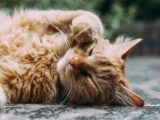 orange Persian cat sleeping