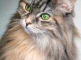 focus photography of long-fur brown cat