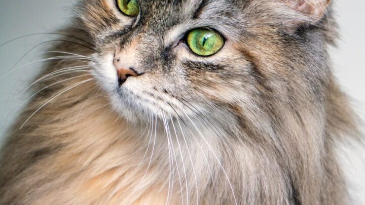 Wykrywanie i łagodzenie objawów alergii u kota: Praktyczne porady dla właścicieli