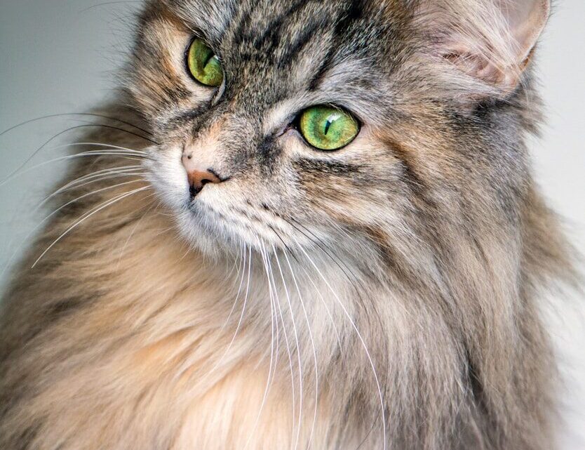 Wykrywanie i łagodzenie objawów alergii u kota: Praktyczne porady dla właścicieli