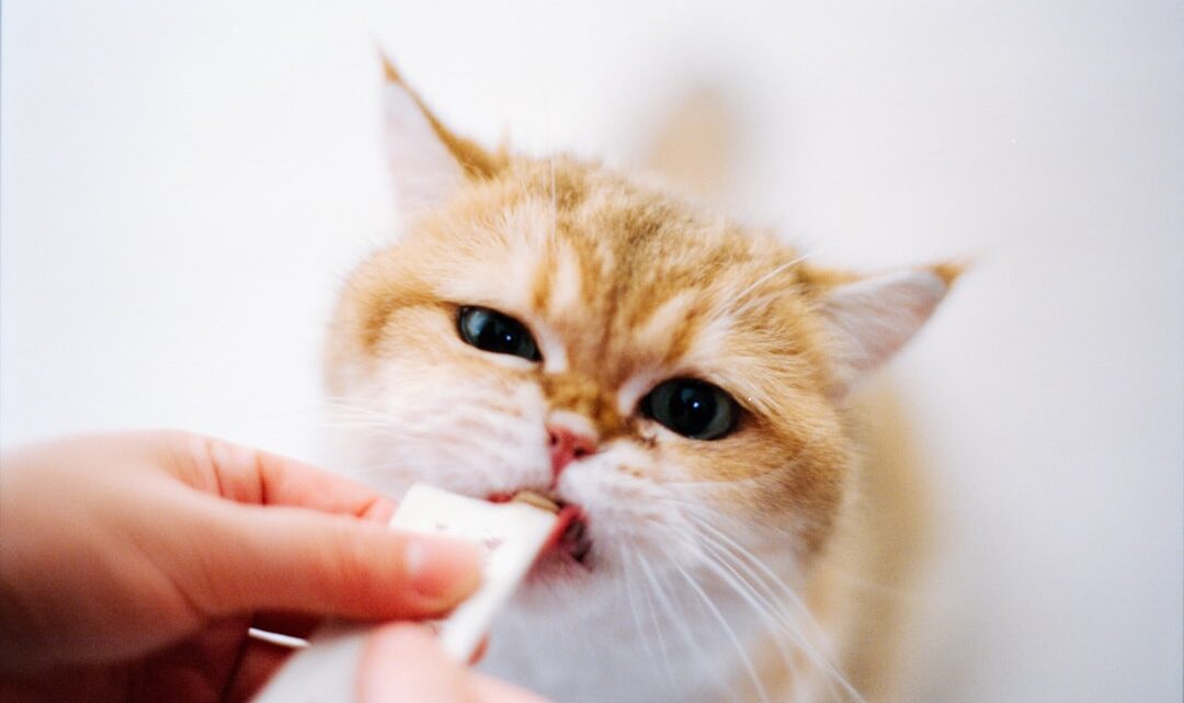 Alergia na sierść kota: Czy można ją wyleczyć? Skuteczne metody łagodzenia objawów