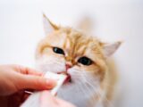 A cute cat eating a treat from a hand.