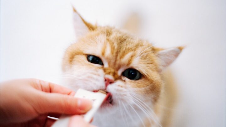 Alergia na sierść kota: Czy można ją wyleczyć? Skuteczne metody łagodzenia objawów