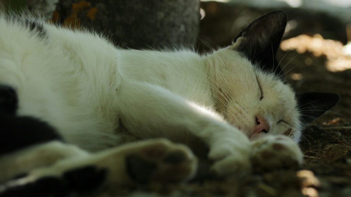 Kiedy i jak często szczepić kota? Kompletny przewodnik po kalendarzu szczepień