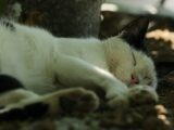 A black and white cat sleeps peacefully outdoors.