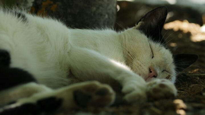 Kiedy i jak często szczepić kota? Kompletny przewodnik po kalendarzu szczepień