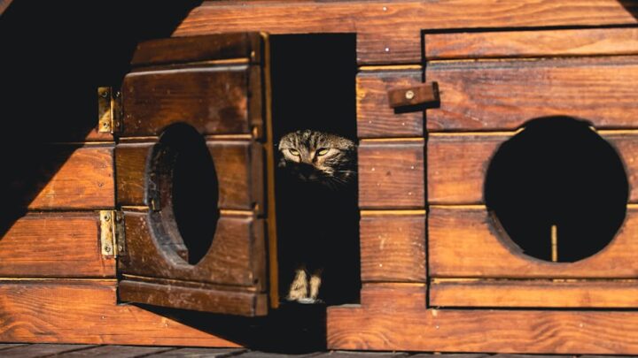 Bezpieczny dom dla kota: Jak stworzyć przestrzeń wolną od zagrożeń?