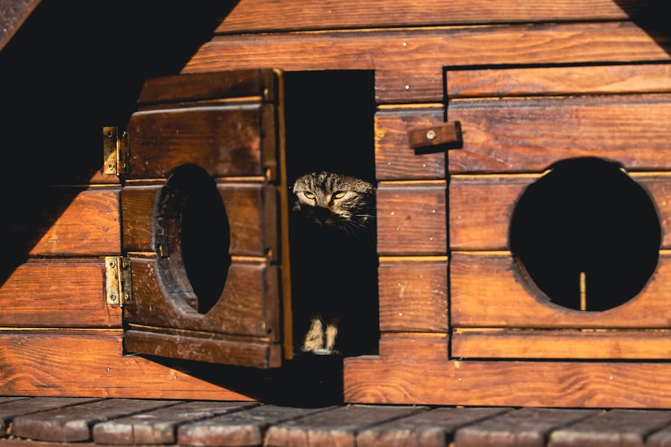 Bezpieczny dom dla kota: Jak stworzyć przestrzeń wolną od zagrożeń?