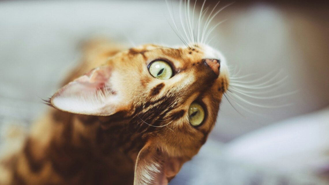 Jak dbać o kota bengalskiego? Specyfika rasy i codzienna pielęgnacja