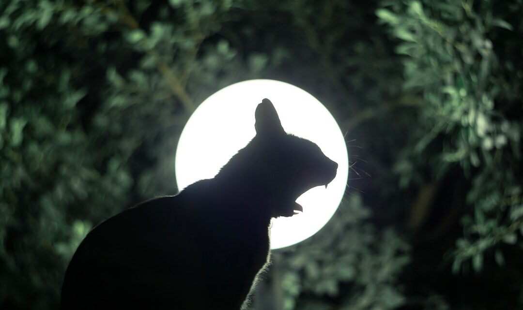 Co oznaczają sny o kotach? Koci sennik: interpretacja symboli i znaczeń.