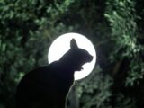 a silhouette of a cat in front of a full moon