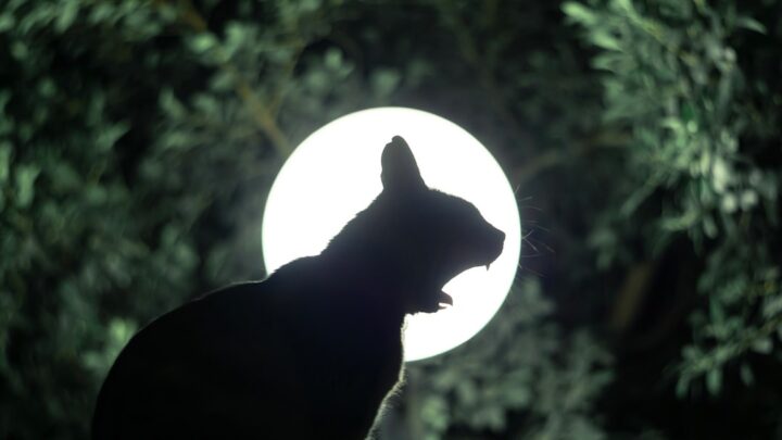 Co oznaczają sny o kotach? Koci sennik: interpretacja symboli i znaczeń.