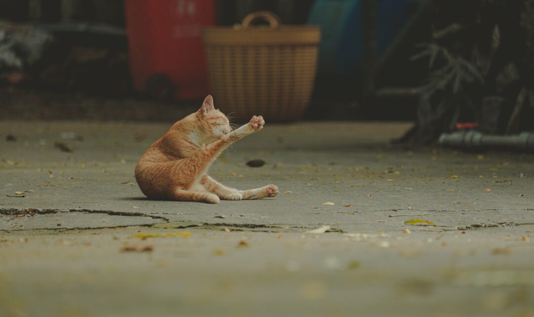Co robić, gdy kot wymiotuje? Przyczyny, pierwsza pomoc i kiedy iść do weterynarza.
