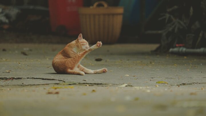 Co robić, gdy kot wymiotuje? Przyczyny, pierwsza pomoc i kiedy iść do weterynarza.