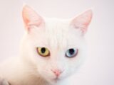 Close-up of a beautiful white cat with heterochromia showcasing mesmerizing eyes.
