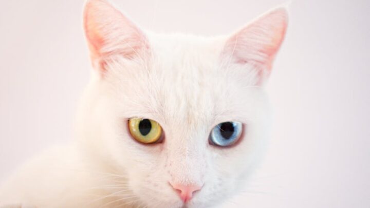 Czy koty widzą kolory? Ciekawostki o kocim wzroku i jego możliwościach