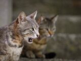 Two alley cats sit on stone steps in Istanbul, one appears vocal and expressive.