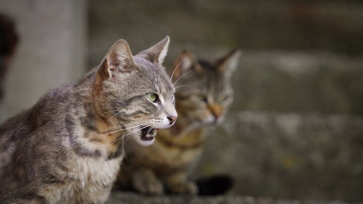 Dlaczego koty mruczą, miauczą i syczą? Dekodowanie kocich dźwięków i ich znaczenia