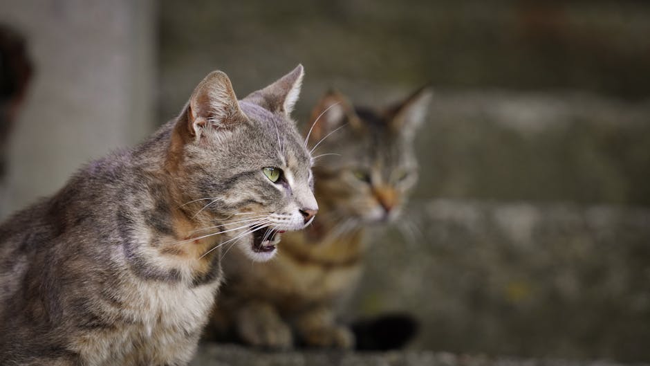 Dlaczego koty mruczą, miauczą i syczą? Dekodowanie kocich dźwięków i ich znaczenia