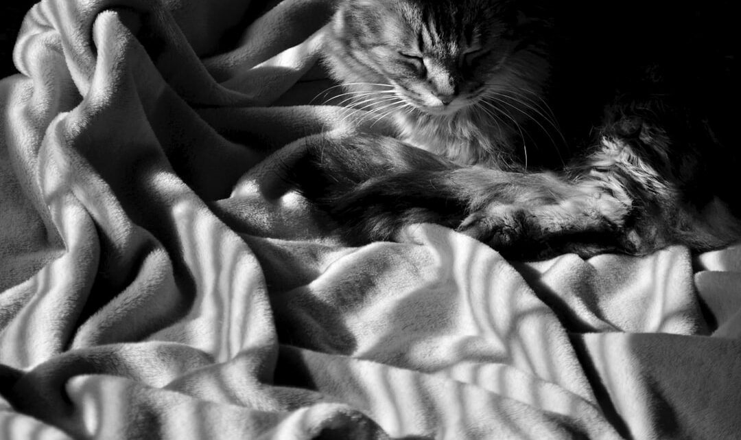 Dlaczego koty ugniatają łapkami? Sekret kociego masażu i co oznacza.