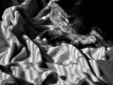 A black and white photo of a cat sleeping on a bed