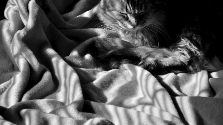 Dlaczego koty ugniatają łapkami? Sekret kociego masażu i co oznacza.