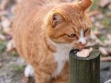 An orange cat eats food from a wooden post.
