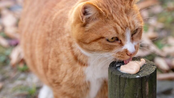 Co zrobić, gdy kot nie chce jeść? Praktyczne porady i kiedy szukać weterynarza