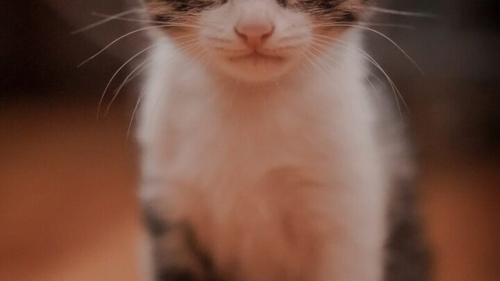 Jak przygotować bezpieczny dom dla kociaka? Lista niezbędnych akcesoriów, zabezpieczeń i stref komfortu.