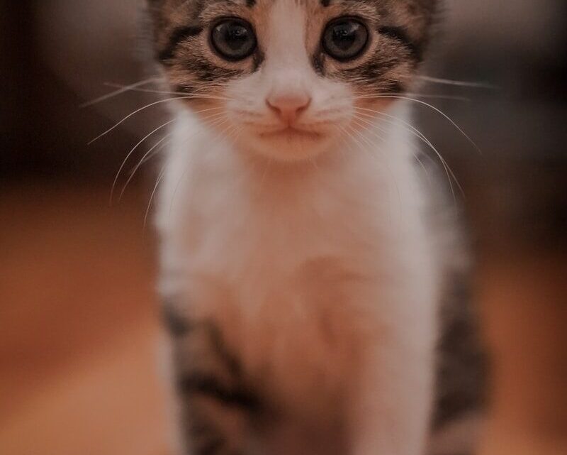 Jak przygotować bezpieczny dom dla kociaka? Lista niezbędnych akcesoriów, zabezpieczeń i stref komfortu.