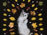 silver tabby cat surrounded by leaves