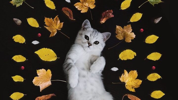 Jak rozpoznać i co zrobić, gdy kot ma kleszcza lub pchły? Skuteczne metody zwalczania i profilaktyki.