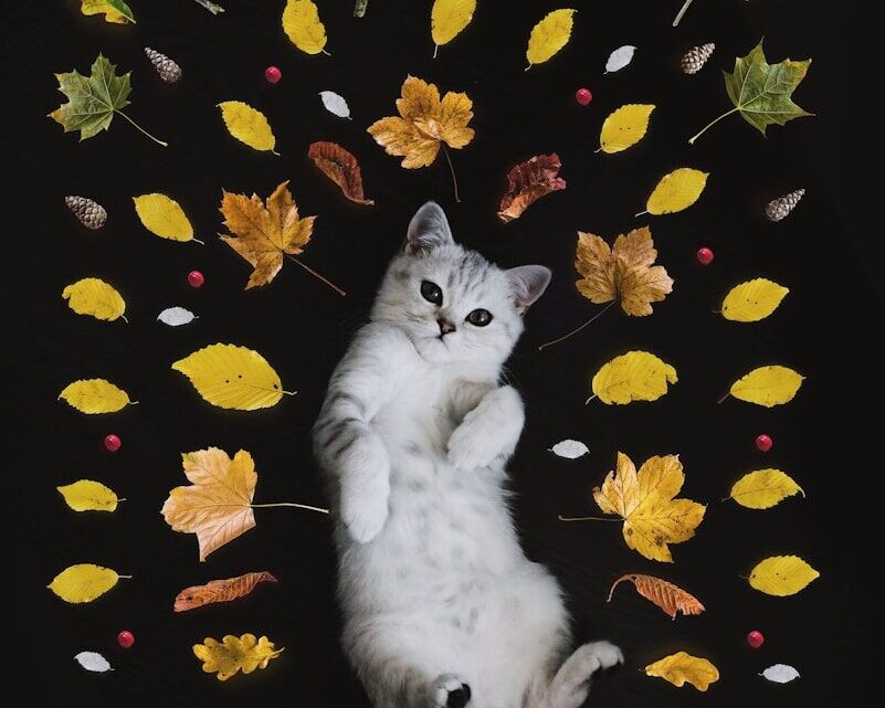 Jak rozpoznać i co zrobić, gdy kot ma kleszcza lub pchły? Skuteczne metody zwalczania i profilaktyki.